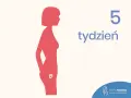 Sylwetka kobiety w profilu z zarodkiem w łonie, obok napis "5 tydzień".
