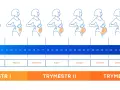 Ilustracja przedstawia sylwetki kobiet w kolejnych tygodniach ciąży, odzwierciedlając zmiany i rozwój płodu.
