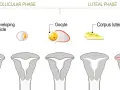 Cykl menstruacyjny: faza lutealna kiedy ciałko żółte przygotowuje macicę na ciążę. Widoczne zmiany w jajniku i macicy.