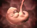 Renderowanie 3D płodu ludzkiego w początkowej fazie rozwoju, z widocznymi zalążkami kończyn i głowy.