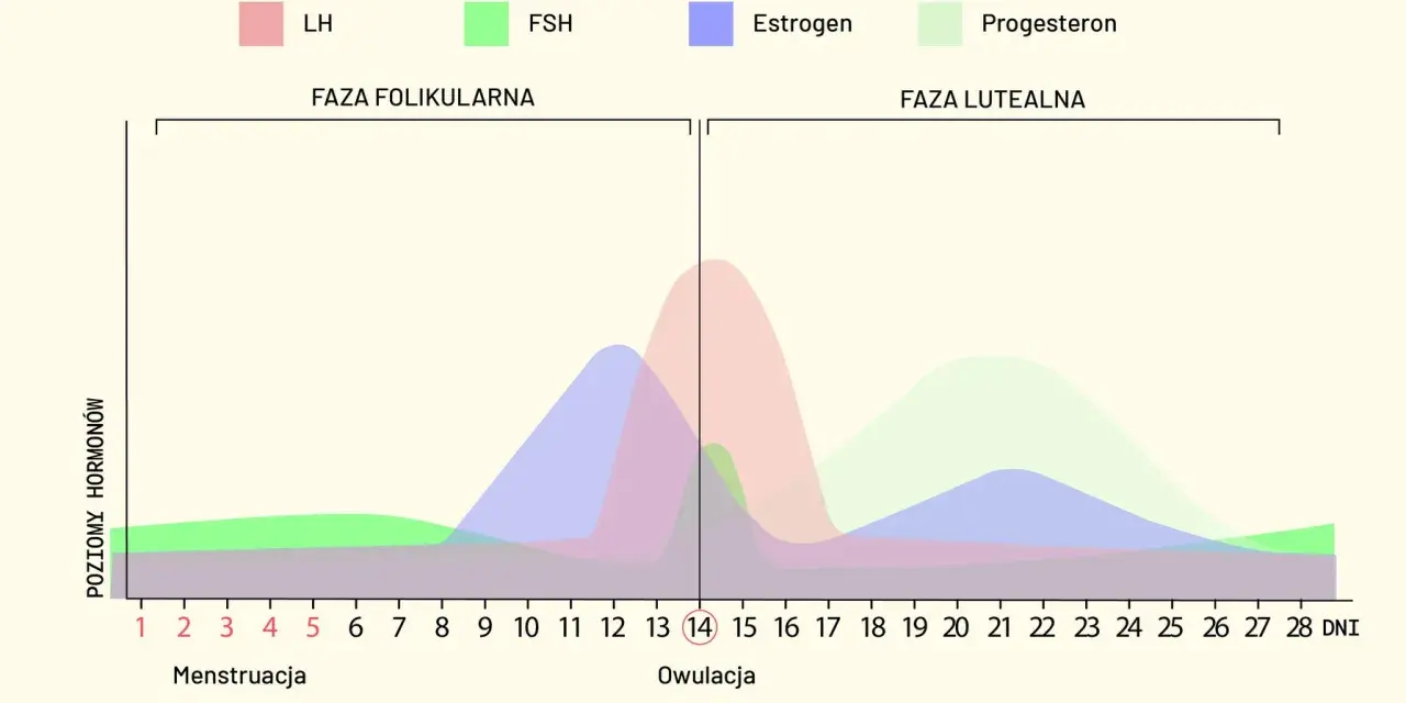 Wykres cyklu menstruacyjnego: poziomy LH, FSH, estrogenu i progesteronu. Owulacja następuje około 14. dnia, gdy komórka jajowa jest gotowa do zapłodnienia.