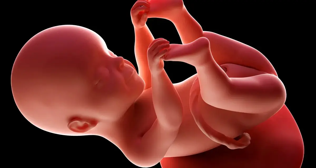 Płód w 25 tygodniu ciąży, zwinięty w pozycji embrionalnej, z dłońmi przy twarzy.