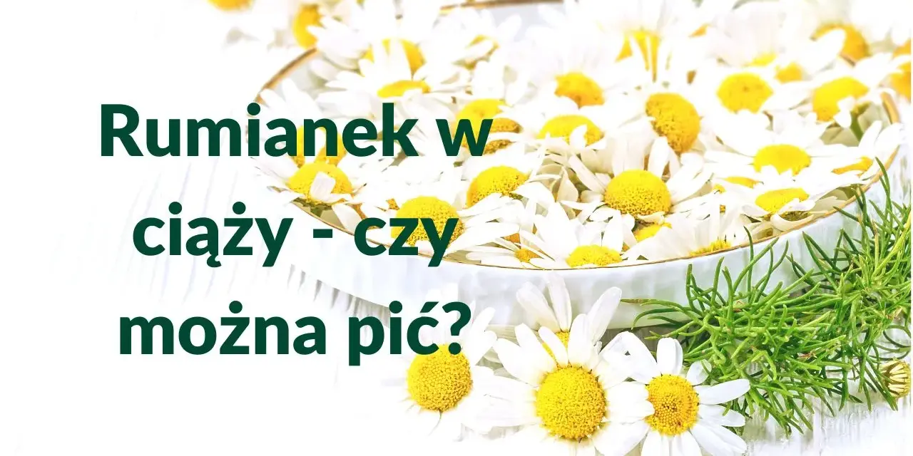 Rumianek w ciąży - czy można pić? Wiele kobiet zastanawia się nad tym pytaniem, widząc świeże kwiaty.