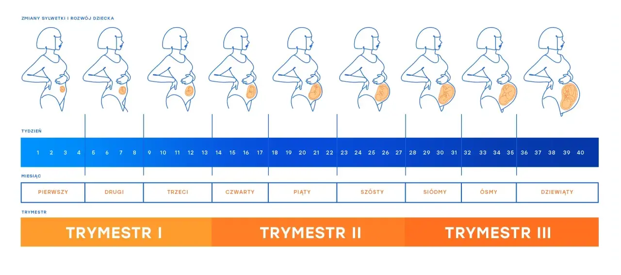Ilustracja przedstawia sylwetki kobiet w kolejnych tygodniach ciąży, odzwierciedlając zmiany i rozwój płodu.