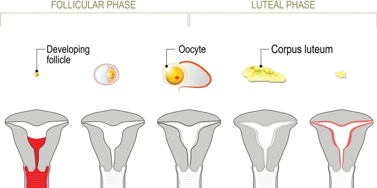 Cykl menstruacyjny: faza lutealna kiedy ciałko żółte przygotowuje macicę na ciążę. Widoczne zmiany w jajniku i macicy.