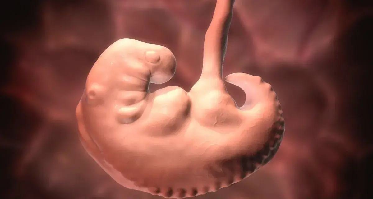 Renderowanie 3D płodu ludzkiego w początkowej fazie rozwoju, z widocznymi zalążkami kończyn i głowy.