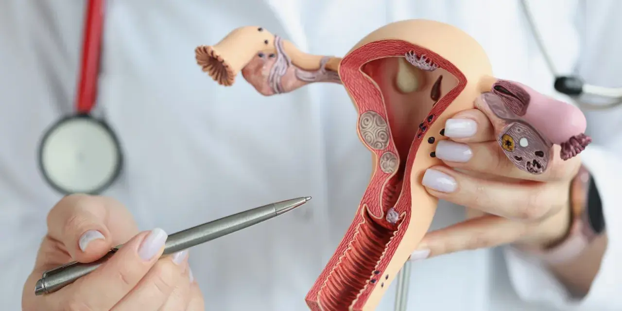 Model anatomiczny narządów rodnych kobiety, prezentowany przez lekarza z długopisem.