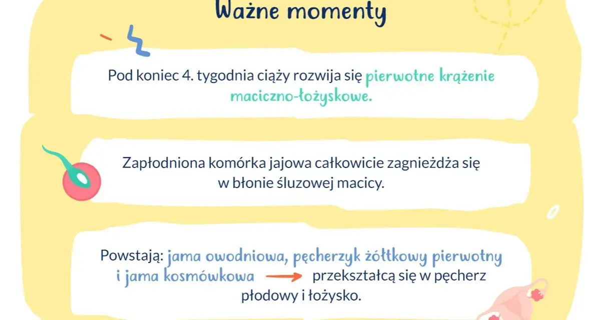 Ważne momenty ciąży: rozwój krążenia maciczno-łożyskowego, implantacja zarodka w macicy i tworzenie pęcherza płodowego.