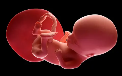 Płód w 14. tygodniu ciąży, otoczony przez błony płodowe.
