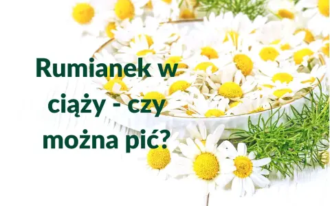 Rumianek w ciąży - czy można pić? Wiele kobiet zastanawia się nad tym pytaniem, widząc świeże kwiaty.