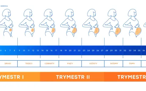 Ilustracja przedstawia sylwetki kobiet w kolejnych tygodniach ciąży, odzwierciedlając zmiany i rozwój płodu.