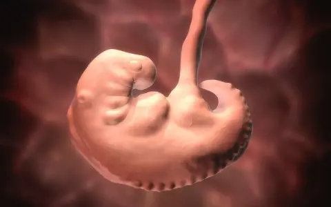 Renderowanie 3D płodu ludzkiego w początkowej fazie rozwoju, z widocznymi zalążkami kończyn i głowy.
