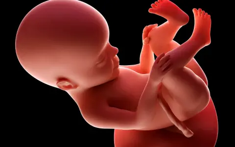 Płód w 27 tygodniu ciąży, zgięty w łonie matki, z widocznymi dłońmi i stopami.