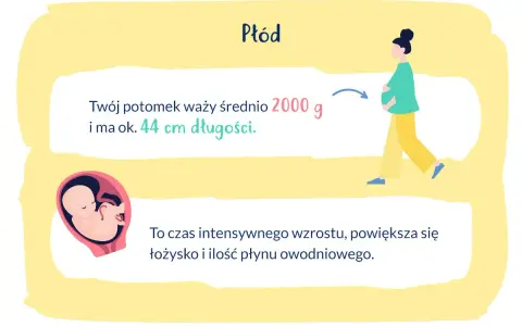 33 tydzień ciąży: płód waży ok. 2000 g i ma 44 cm. Intensywny wzrost, rośnie łożysko i płyn owodniowy.