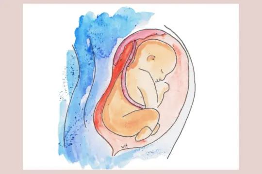 Ilustracja przedstawia dziecko w łonie matki, ułożone pośladkami do wyjścia. To wizualizacja porodu pośladkowego.