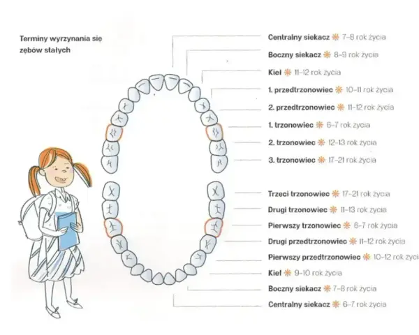 Schemat pokazuje, do którego roku życia wyrastają zęby stałe. Dziewczynka z plecakiem obserwuje, jak jej zęby rosną.