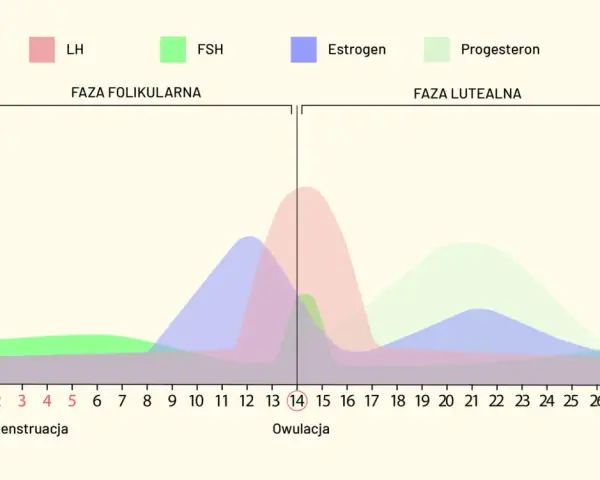 Wykres cyklu menstruacyjnego: poziomy LH, FSH, estrogenu i progesteronu. Owulacja następuje około 14. dnia, gdy komórka jajowa jest gotowa do zapłodnienia.