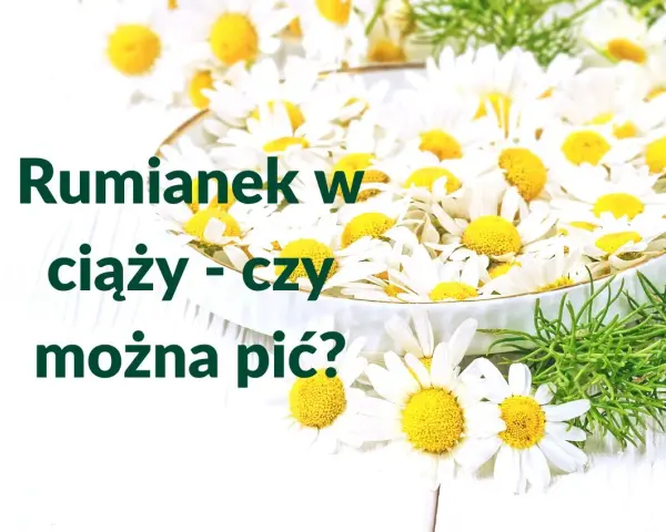 Rumianek w ciąży - czy można pić? Wiele kobiet zastanawia się nad tym pytaniem, widząc świeże kwiaty.