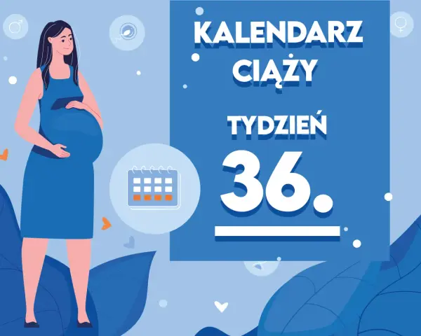 Kobieta w 36. tygodniu ciąży, z brzuszkiem. Obok kalendarz i napis "Kaledarz ciąży tydzień 36".