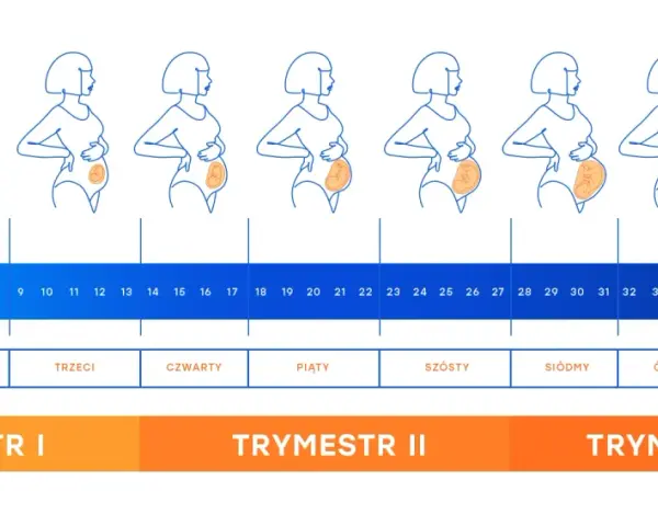 Ilustracja przedstawia sylwetki kobiet w kolejnych tygodniach ciąży, odzwierciedlając zmiany i rozwój płodu.