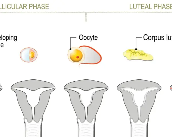 Cykl menstruacyjny: faza lutealna kiedy ciałko żółte przygotowuje macicę na ciążę. Widoczne zmiany w jajniku i macicy.