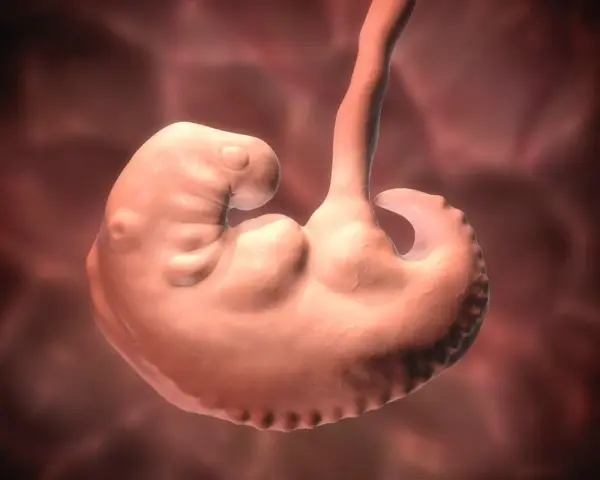Renderowanie 3D płodu ludzkiego w początkowej fazie rozwoju, z widocznymi zalążkami kończyn i głowy.