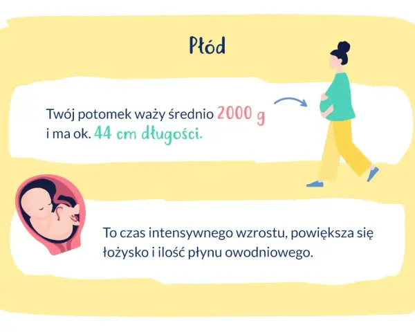 33 tydzień ciąży: płód waży ok. 2000 g i ma 44 cm. Intensywny wzrost, rośnie łożysko i płyn owodniowy.