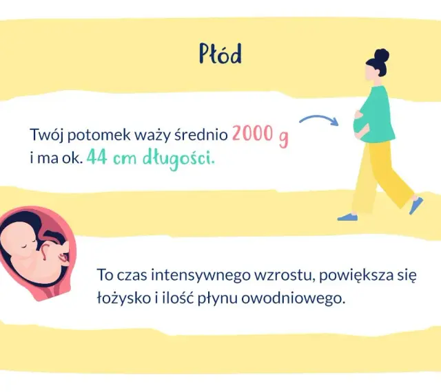 33 tydzień ciąży: płód waży ok. 2000 g i ma 44 cm. Intensywny wzrost, rośnie łożysko i płyn owodniowy.