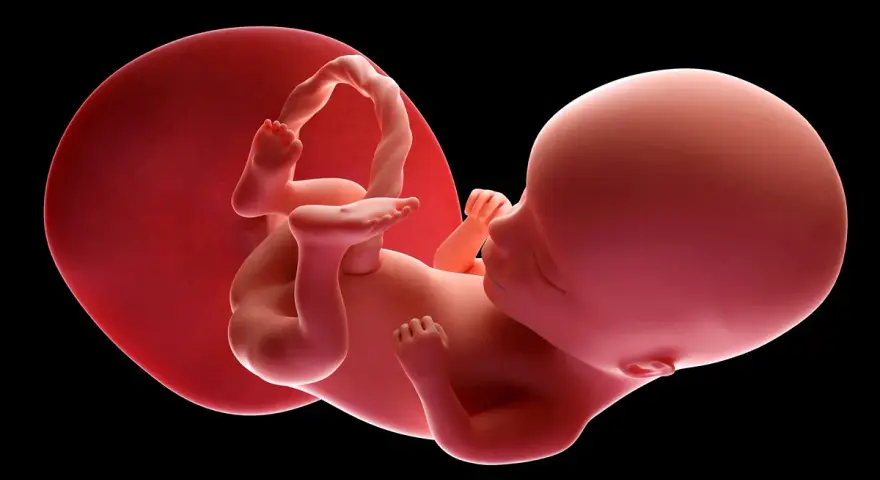 Płód w 14. tygodniu ciąży, otoczony przez błony płodowe.