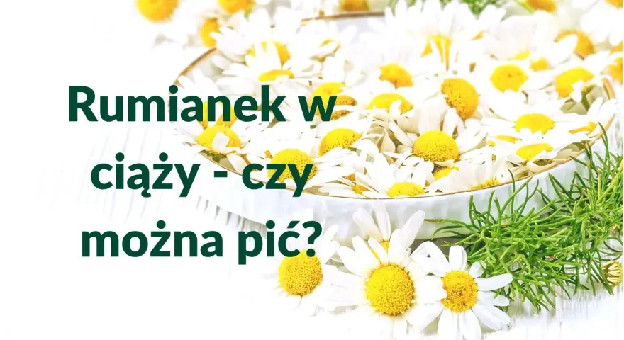 Rumianek w ciąży - czy można pić? Wiele kobiet zastanawia się nad tym pytaniem, widząc świeże kwiaty.