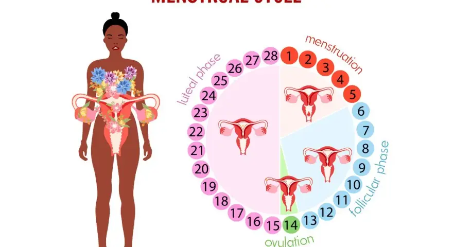 Cykl menstruacyjny: owulacja (dzień 14) to czas, gdy śluz płodny jest najbardziej obfity.