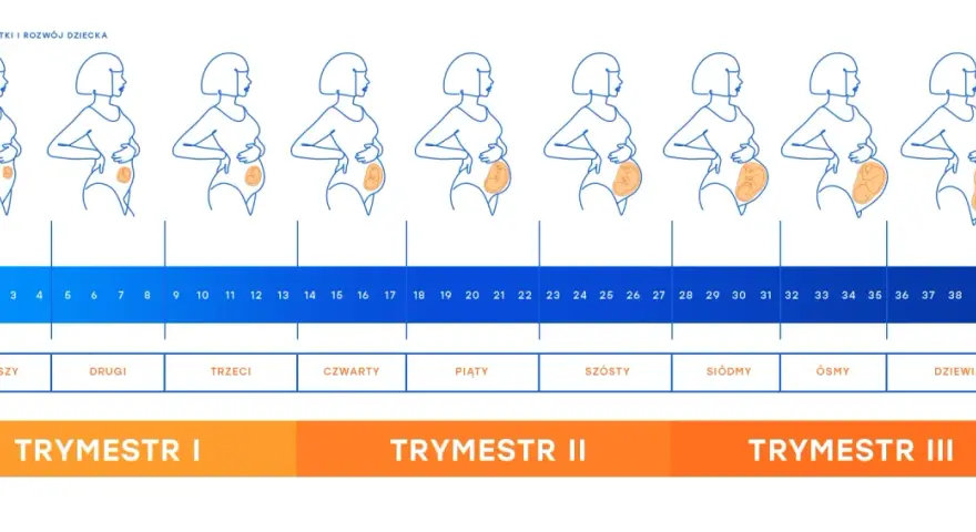 Ilustracja przedstawia sylwetki kobiet w kolejnych tygodniach ciąży, odzwierciedlając zmiany i rozwój płodu.