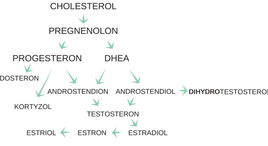 Schemat przedstawia szlaki metaboliczne hormonów steroidowych, od cholesterolu do estrogenów, w tym progesteronu, kluczowego dla cyklu miesiaczkowego.
