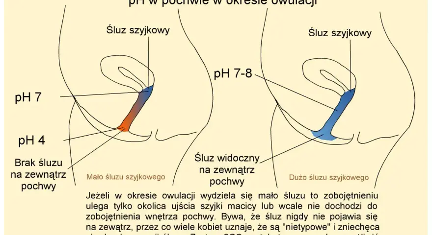 Ilustracja pokazuje zmiany pH pochwy i śluzu szyjkowego w okresie owulacji, pomagając zrozumieć dni niepłodne.