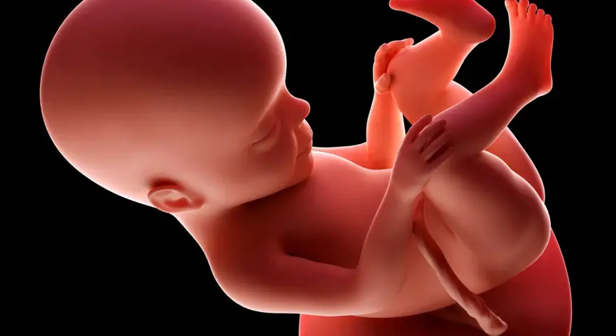 Płód w 27 tygodniu ciąży, zgięty w łonie matki, z widocznymi dłońmi i stopami.