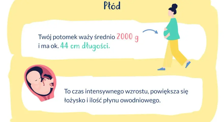 33 tydzień ciąży: płód waży ok. 2000 g i ma 44 cm. Intensywny wzrost, rośnie łożysko i płyn owodniowy.