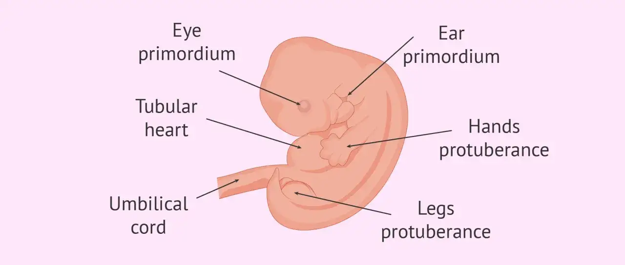 Zarys zarodka w 6 tygodniu ciąży: widać zawiązki oczu, uszu, serca, dłoni i nóg, a także pępowinę.