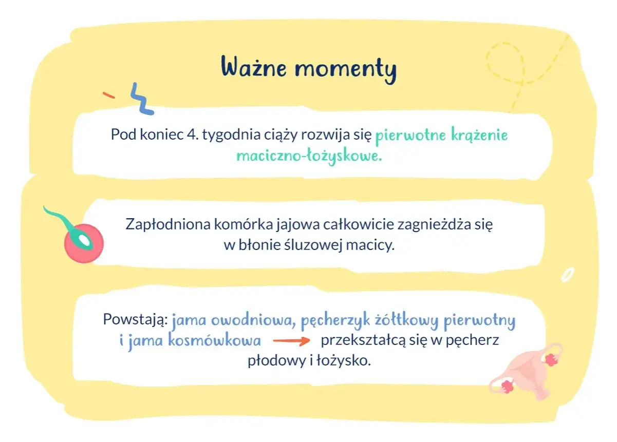Ważne momenty ciąży: rozwój krążenia maciczno-łożyskowego, całkowite zagnieżdżenie zapłodnionej komórki jajowej, czyli implantacja zarodka, oraz przekształcanie się struktur w pęcherz płodowy i łożysko.