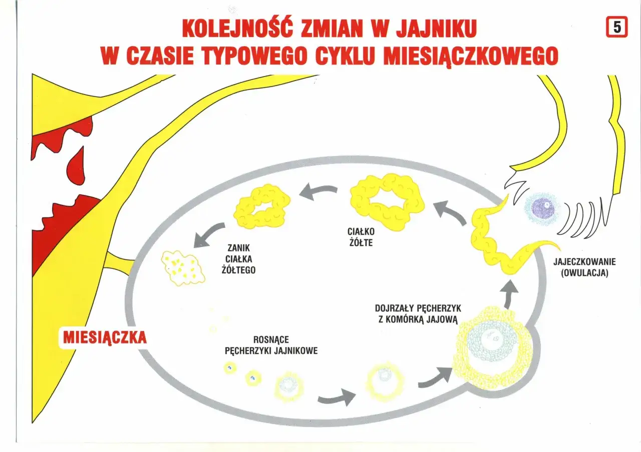 Cykl miesiączkowy: miesiączka, rosnące pęcherzyki, owulacja, ciałko żółte. Zrozumienie tych etapów pomaga określić dni płodne objawy.