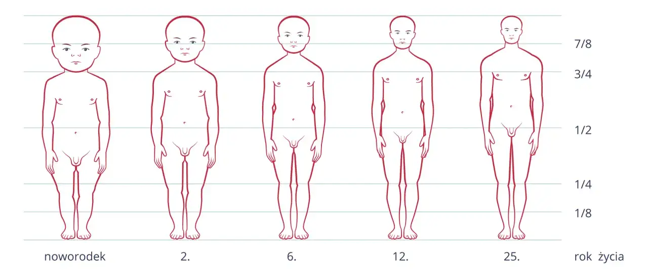 Ilustracja pokazuje etapy dojrzewania u chłopców od noworodka do 25. roku życia, ukazując zmiany sylwetki.