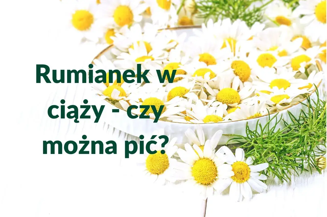 Rumianek w ciąży - czy można pić? Białe kwiaty rumianku w miseczce, symbol spokoju i natury.