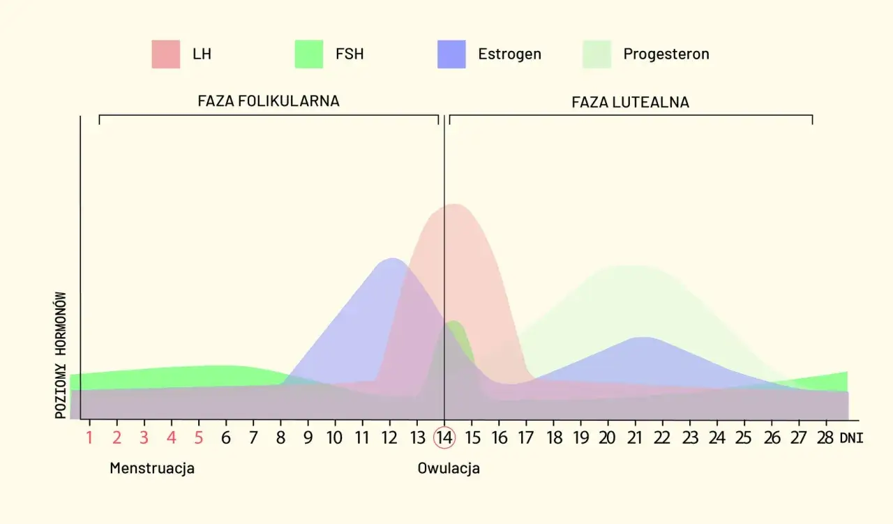 Wykres pokazuje zmiany poziomu hormonów (LH, FSH, estrogen, progesteron) w cyklu miesiaczkowym, od menstruacji przez owulację do fazy lutealnej.