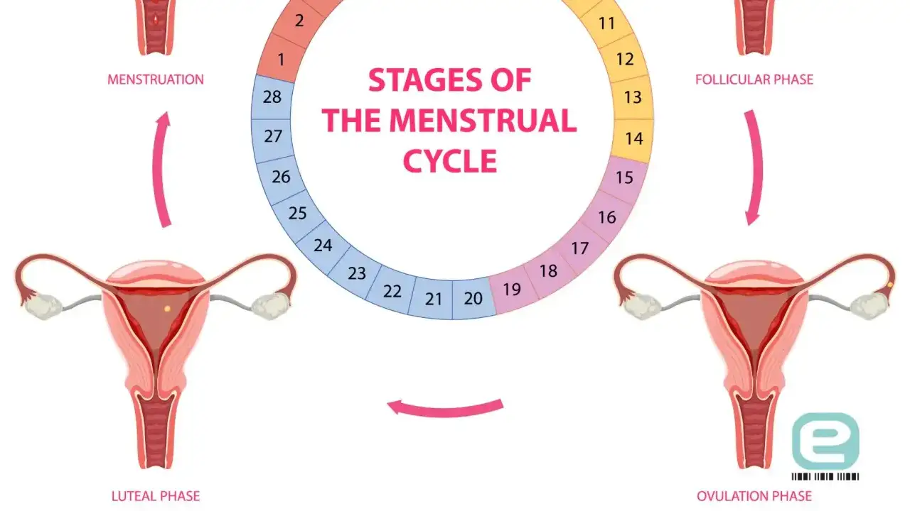 Cykl menstruacyjny: faza lutealna trwa od owulacji do miesiączki. Schemat pokazuje etapy cyklu.