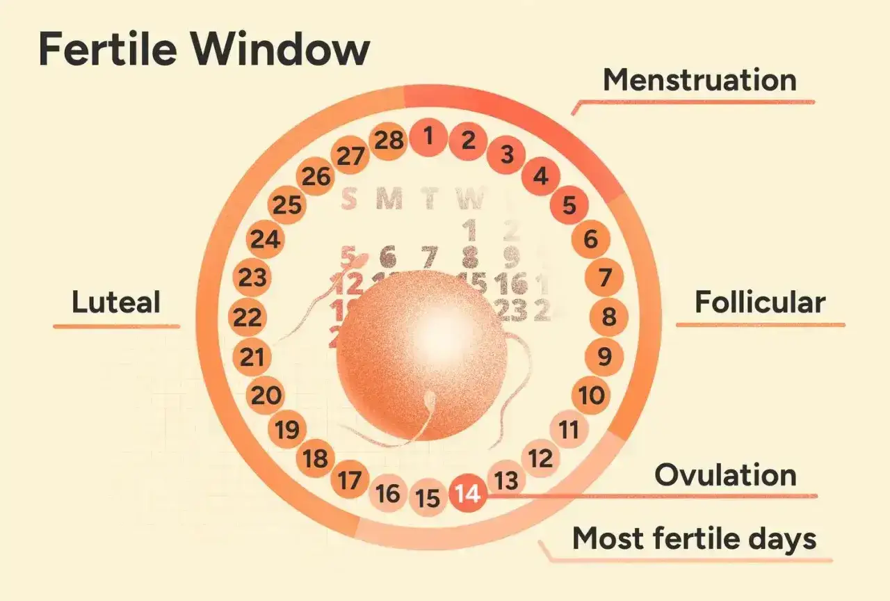 Cykl menstruacyjny: dni płodne, owulacja, dni niepłodne. Wykres pokazuje okno płodności i fazy cyklu.