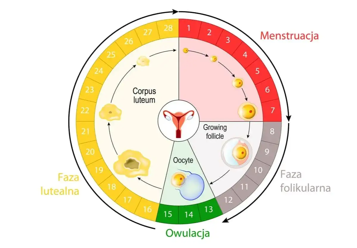 Cykl menstruacyjny: dojrzewanie komórki jajowej, owulacja, faza lutealna i menstruacja.