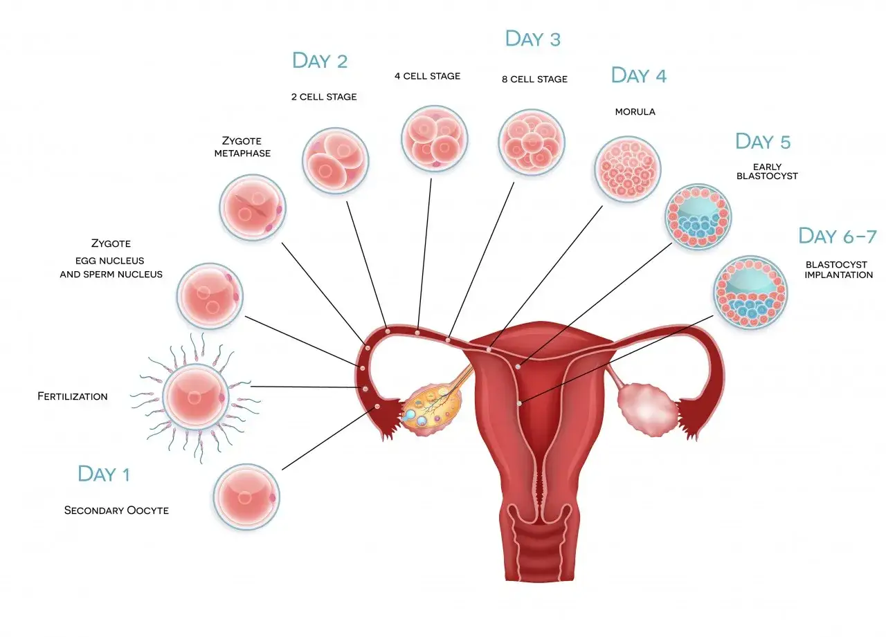 Ilustracja pokazuje rozwój zarodka od zapłodnienia do implantacji. Widoczne są kolejne etapy: zapłodnienie, zygotę, podział komórek (2, 4, 8 komórek), morulę, blastocystę. To początek 3 tygodnia ciąży.