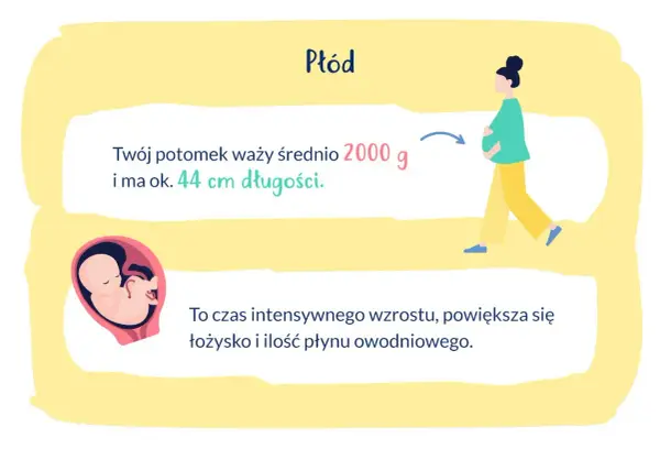 33 tydzień ciąży: płód waży ok. 2000 g i ma 44 cm. Intensywny wzrost, rośnie łożysko i płyn owodniowy.