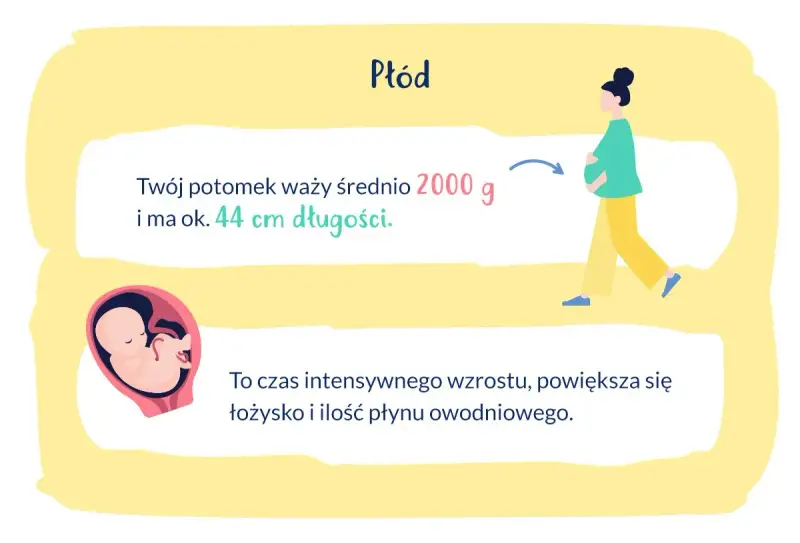33 tydzień ciąży: płód waży ok. 2000 g i ma 44 cm. Intensywny wzrost, rośnie łożysko i płyn owodniowy.